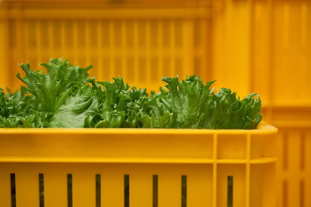 Eine Nahaufnahme eines Salats, der in einer gelben Kiste gesammelt wird