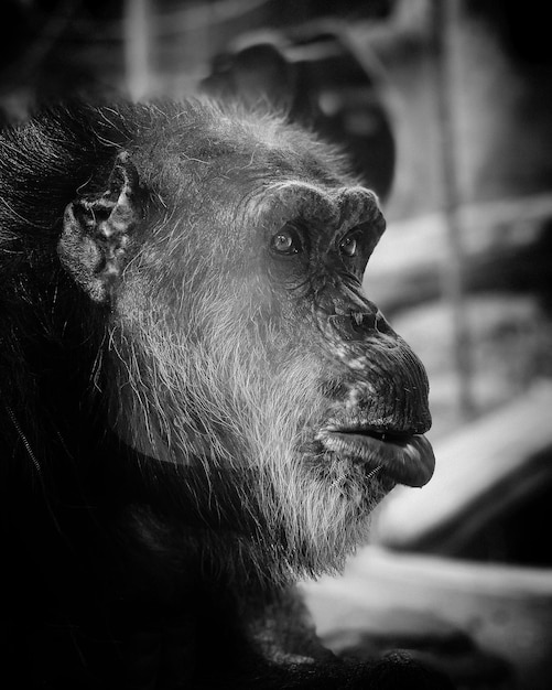 Foto eine nahaufnahme eines schimpansen