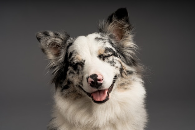 Eine Nahaufnahme eines süßen gefleckten Border-Collie-Hundes mit geschlossenen Augen