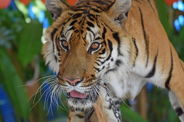 Foto eine nahaufnahme eines tigers.