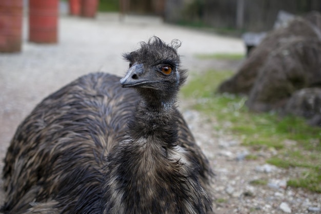 Eine Nahaufnahme eines Vogels mit einem orangefarbenen Auge