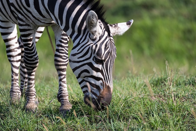 Eine Nahaufnahme eines Zebras in einem Nationalpark