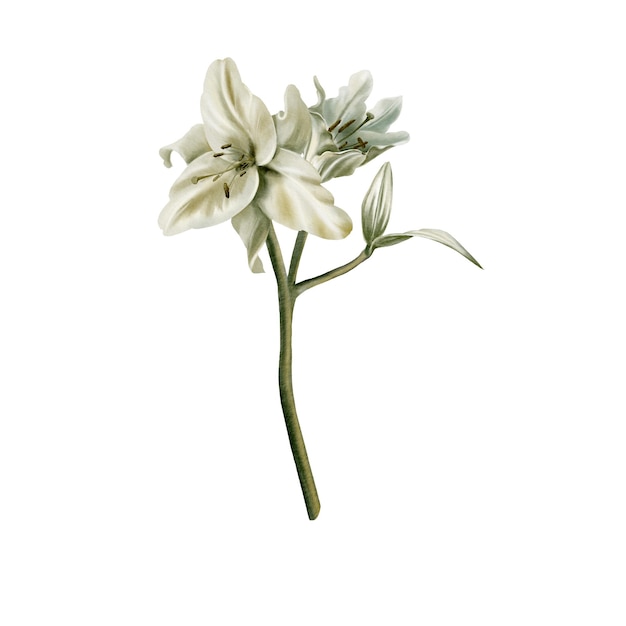 Eine Nahaufnahme eines Zweigs einer weißen Lilienblume Akvarellillustration isoliert auf weißem Hintergrund Dekoration für Hochzeiten Kommunion Taufe Dekoration religiöser gedruckter Produkte