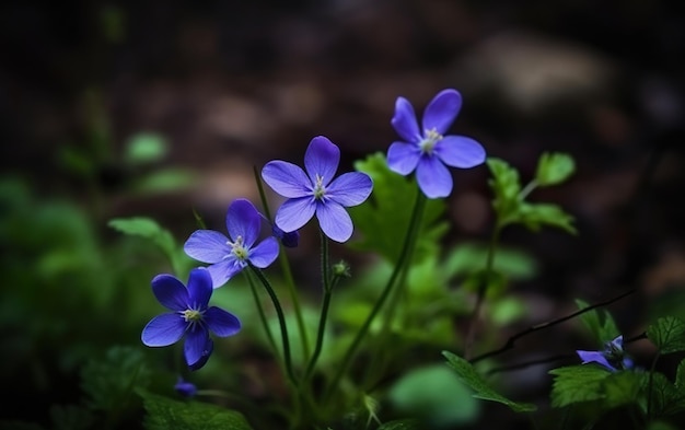 Eine Nahaufnahme einiger blauer Blumen mit dem Wort „vergiss mich – nicht“ auf der Unterseite.