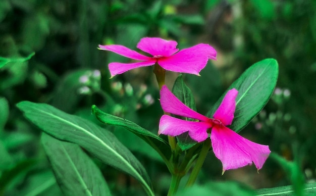 Eine Nahaufnahme einiger Blumen mit den grünen Blättern im Hintergrund