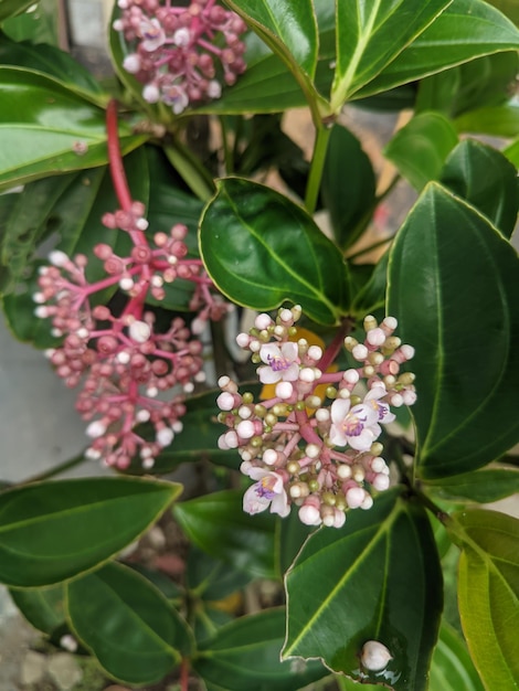 Eine Nahaufnahme einiger Blumen und Blätter Parijata traditionelle javanesische Kräuterpflanze