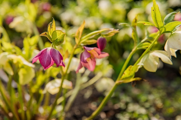 Eine Nahaufnahme einiger violetter Blüten mit den Blättern der Pflanze im Hintergrund