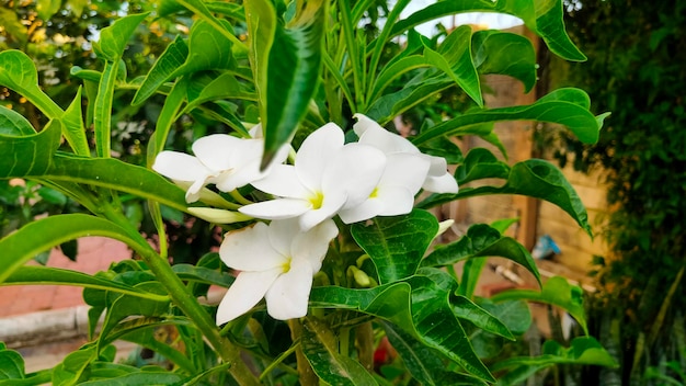 Eine Nahaufnahme einiger weißer Blumen