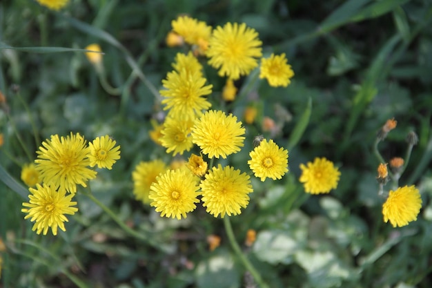 Foto eine nahaufnahme gelber wildblumen
