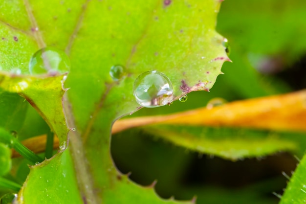 Eine Nahaufnahme kleiner frischer Tauwassertropfen auf einem grünen Blatt einer Wildpflanze. Horizontales Bild mit verschwommenem natürlichen Hintergrund. Naturmakrofotografie mit Kopierraum