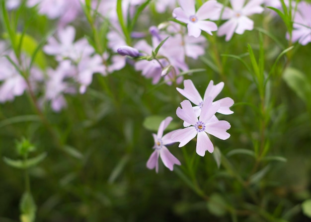 Eine Nahaufnahme rosa kriechender Phloxblüten, die im Frühling in einem Garten blühen