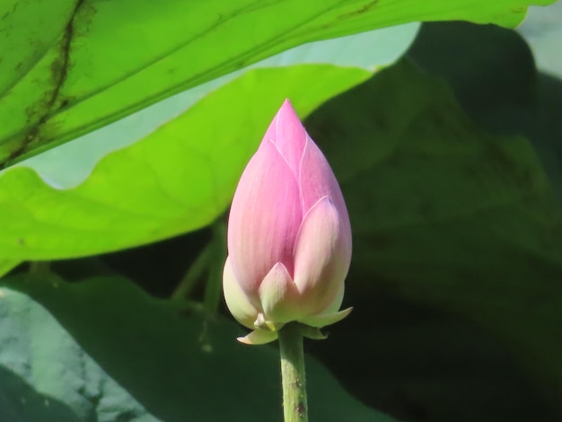Eine Nahaufnahme von aufkeimenden Lotusblütenknospen