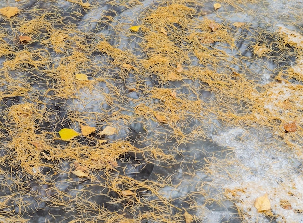 Eine Nahaufnahme von Blättern auf dem Boden mit dem Wort "Gelb" auf der Unterseite.