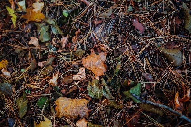 Eine Nahaufnahme von Blättern auf dem Boden mit dem Wort Herbst darauf