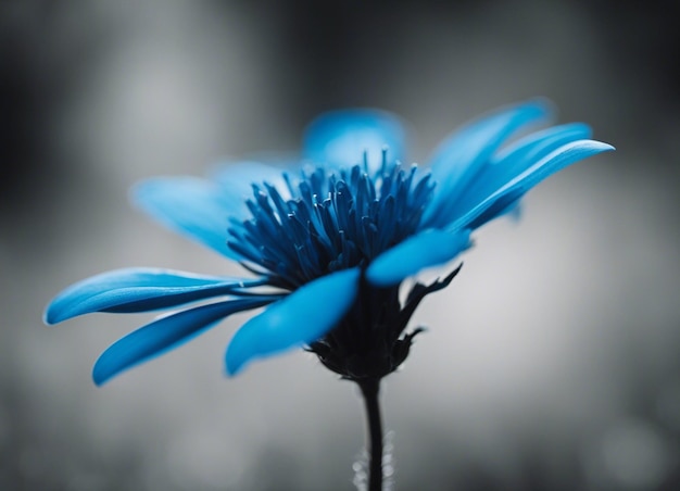 Eine Nahaufnahme von Blumen in der Natur mit schönen rosa Blütenblättern