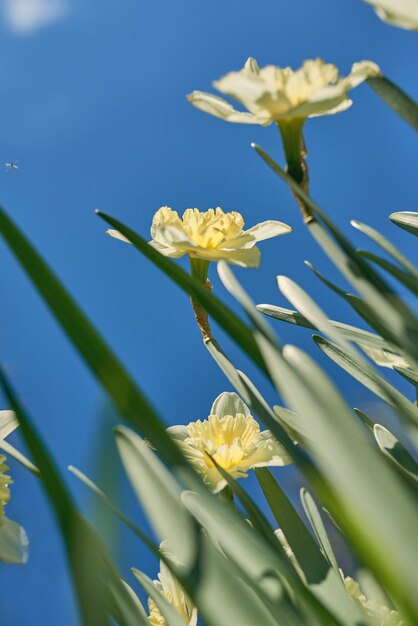 Eine Nahaufnahme von Blumen mit dem Himmel im Hintergrund