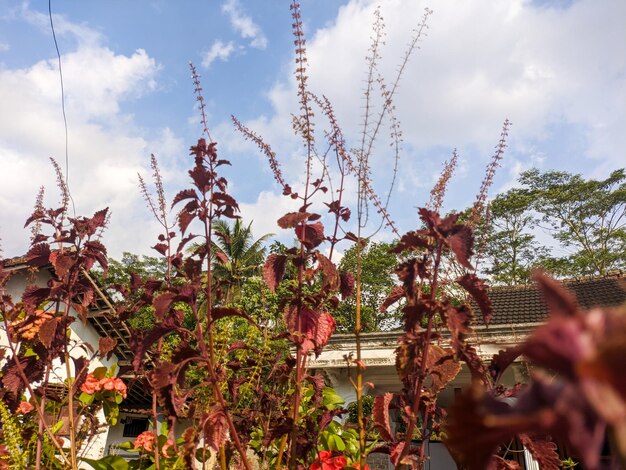 Eine Nahaufnahme von Coleus scutellarioides, allgemein bekannt als Coleus, ist eine blühende Pflanzenart aus der Familie der Lamiaceae für Pflanzenhintergrund oder Tapete