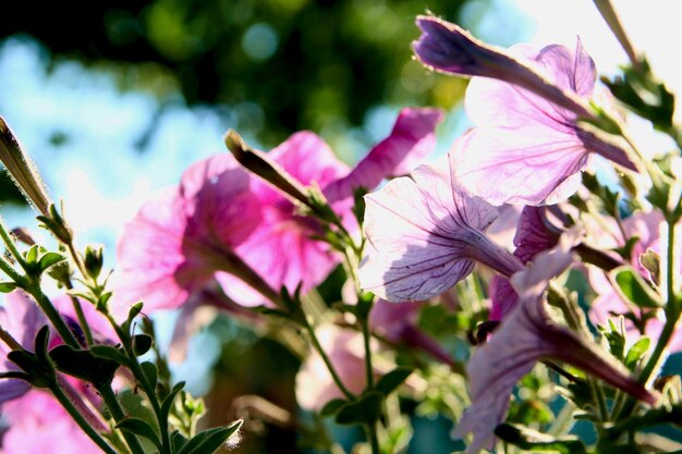 Eine Nahaufnahme von einem Blumentopf mit grünem Hintergrund