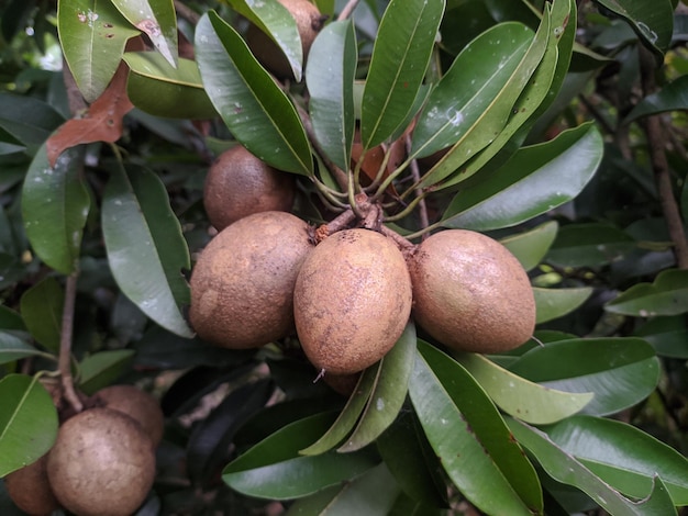 Eine Nahaufnahme von einem Bündel Obst an einem Baum