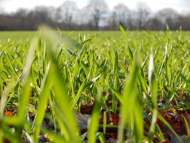 Eine Nahaufnahme von einem grünen Gras mit Blättern darauf