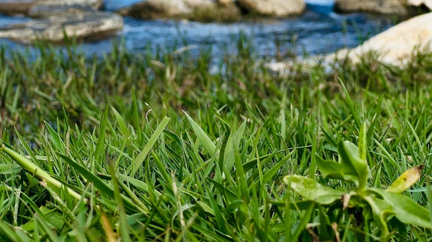 Eine Nahaufnahme von Gras mit einem Fluss im Hintergrund