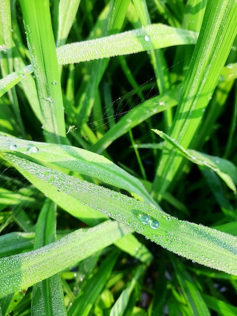 Eine Nahaufnahme von Gras mit Wassertröpfchen