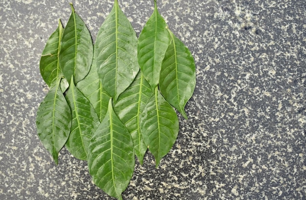 Eine Nahaufnahme von grünen Blättern, die in einem Muster angeordnet sind