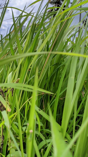 Eine Nahaufnahme von langem grünem Gras