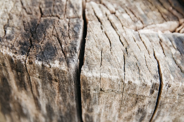 Eine Nahaufnahme von oben geschossen von einem alten Baumstumpf. Linien und Muster sichtbar.