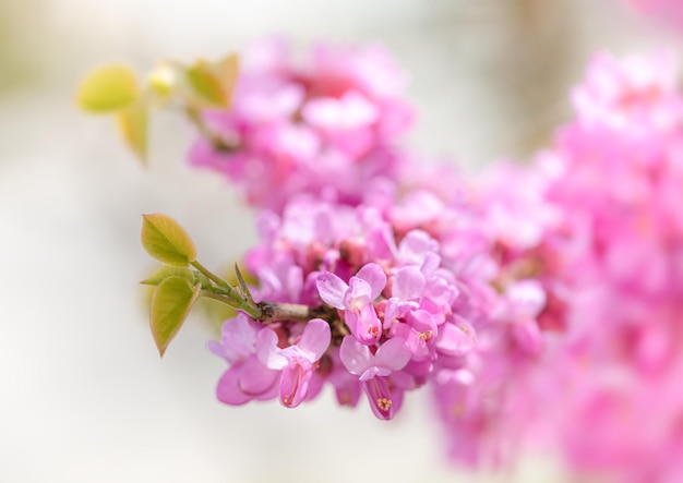 Eine Nahaufnahme von rosa Blüten auf dem Judasbaum Cercis siliquastrum, allgemein bekannt als der Judasbaum Die tiefrosa Blüten werden auf einjährigem oder älterem Wachstum einschließlich des Stammes im Frühjahr produziert