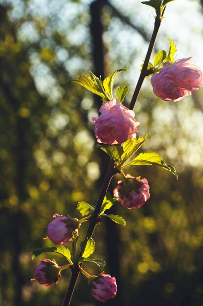 Foto eine nahaufnahme von rosa blüten