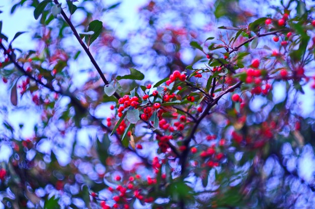 Eine Nahaufnahme von roten Beeren auf einem Baum