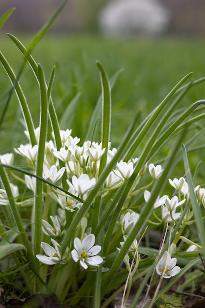 Eine Nahaufnahme von weißen Blüten mit grünen Blättern