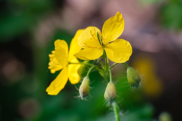 Eine Nahaufnahme von wunderschönen gelben Zellandinen (Chelidonium majus) im Garten