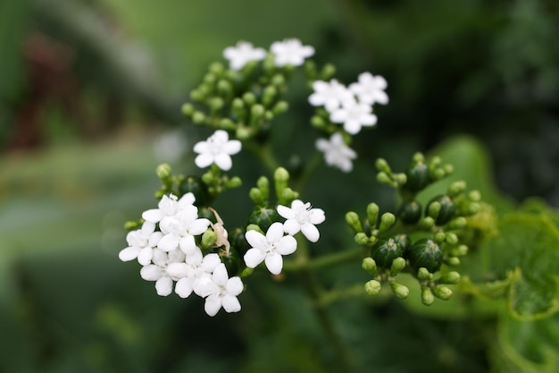 Foto eine nahaufnahme weißer blüten der pflanze cnidoscolus aconitifolius auf einem natürlichen hintergrundfoto