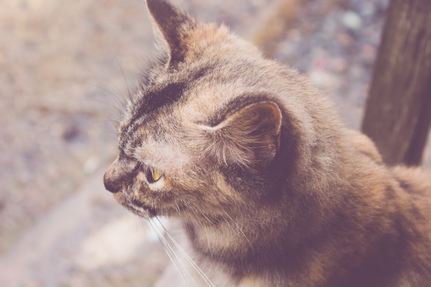 Eine nette Katze, Haustier