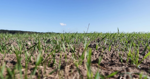 Foto eine neue getreideernte bei sonnigem wetter