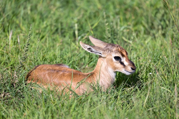 Eine neugeborene Thomson Gazelle liegt im Gras