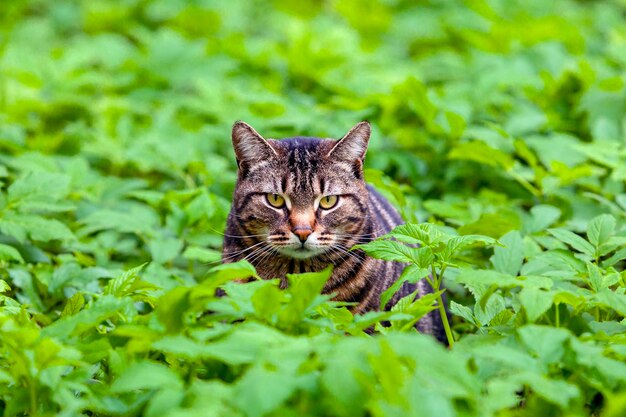 Eine neugierige gestreifte Dorfkatze schaut in die Kameralinse Nahaufnahme