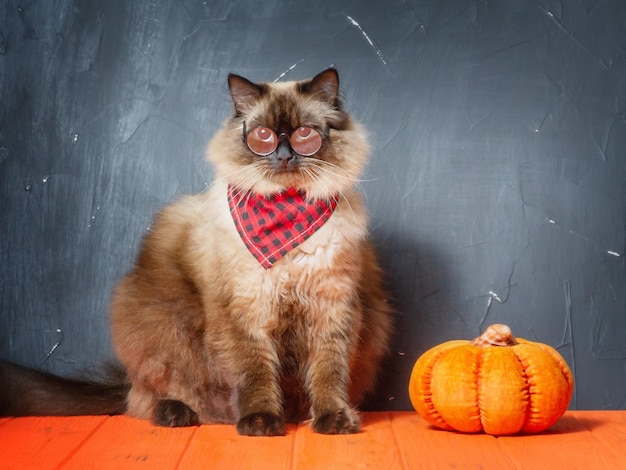 Eine Nevsky-Maskerade-Katze mit Brille und Bandana neben einem Kürbis-Halloween-Konzept