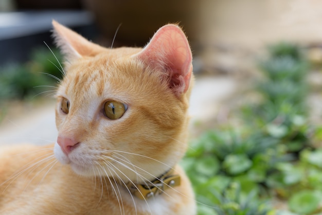 Eine niedliche gelbe Katze entspannen im Garten