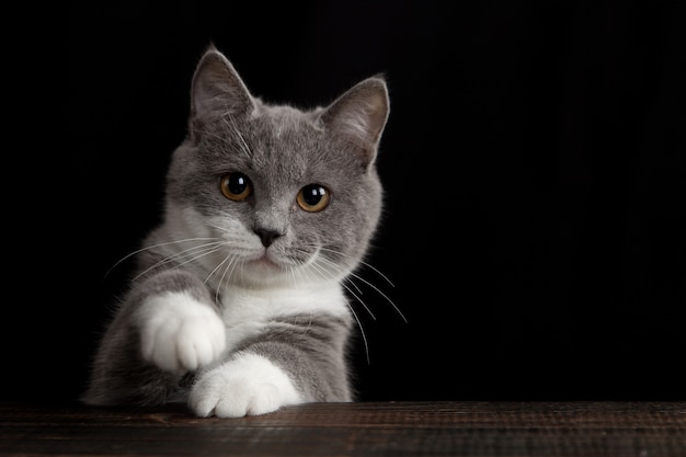 Eine niedliche graue Katze an einer dunklen Wand. Verspieltes flauschiges Haustier.