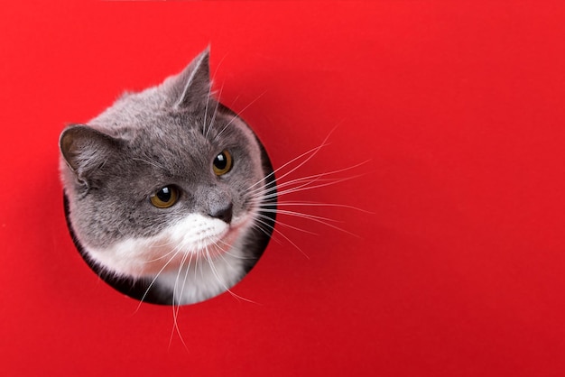 Eine niedliche graue Katze, die aus einem Loch auf rotem Hintergrund späht Kopierbereich für Konzeptvorlagen