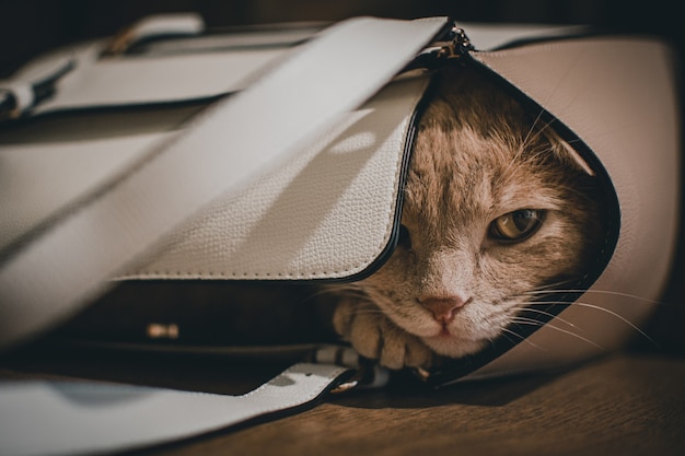 Eine niedliche Katze, die in einer Tasche schläft