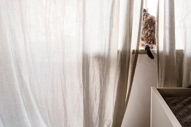 Eine niedliche Miniaturkatze sitzt hinter einem Vorhang auf der Fensterbank und schaut aus dem Fenster