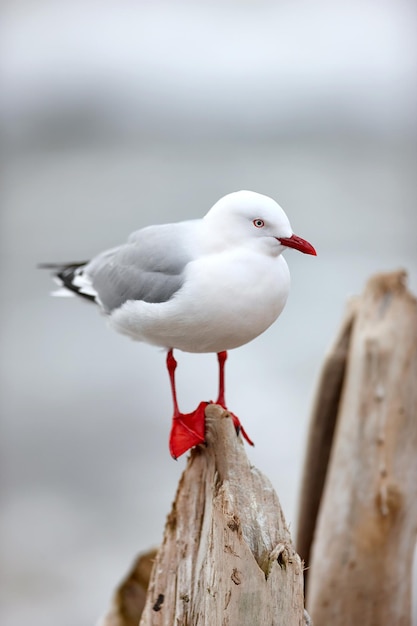 Eine niedliche Möwe, die an einem Sommertag draußen am Strand in ihrem Lebensraum oder ihrer Umgebung steht Ein entzückender hellweißer und grauer Vogel in der Natur am Meer auf einem Baumstamm oder Holz am Nachmittag