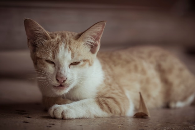 Foto eine niedliche orange katze, die auf der grundwartung liegt