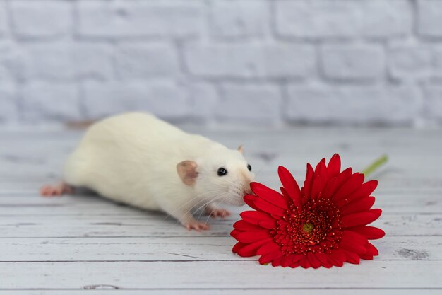 Eine niedliche und lustige weiße dekorative kleine Ratte sitzt neben einer roten Gerberablume. Nagetier-Nahaufnahme auf einem Hintergrund einer weißen Backsteinmauer.