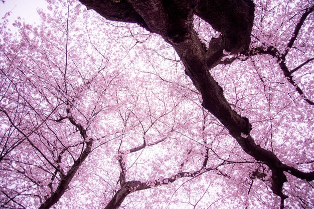 Foto eine niedrige sicht auf rosa blüten