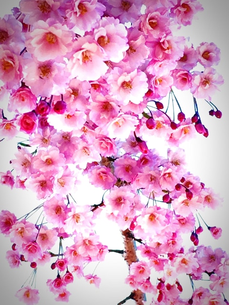 Foto eine niedrige sicht auf rosa kirschblüten